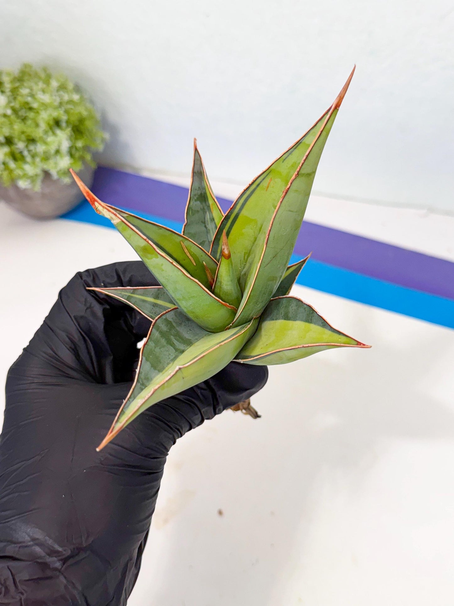 Sansevieria Pinguicula Var (5) | ONLY for ADVANCE GROWER