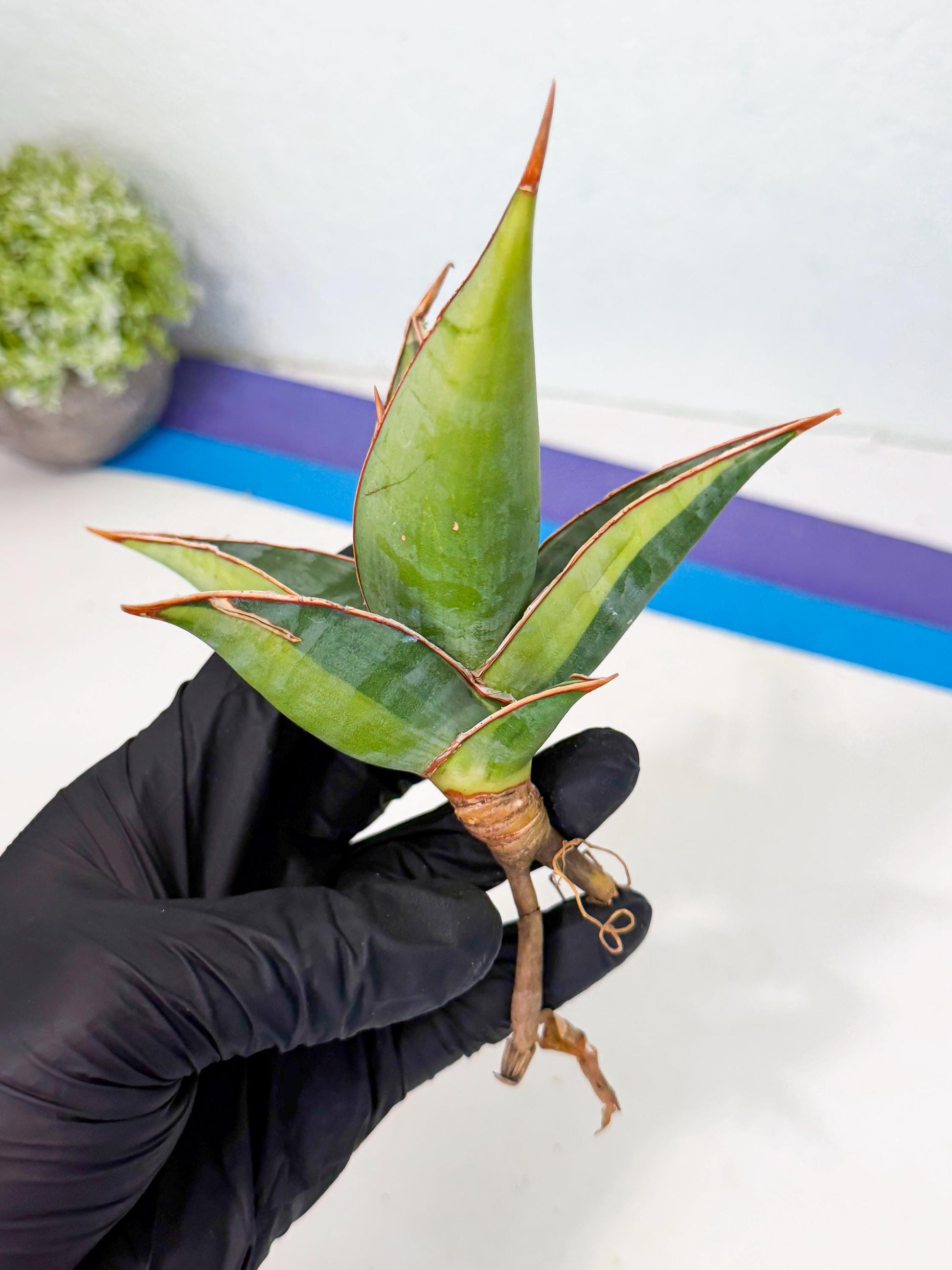 Sansevieria Pinguicula Var (5) | ONLY for ADVANCE GROWER