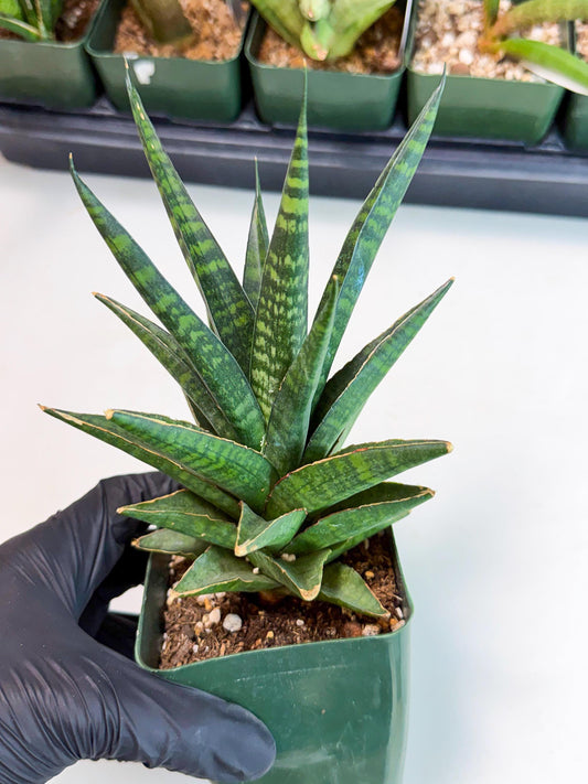 Sansevieria Manny Pacquiao (yy) (3) | Imported Plant