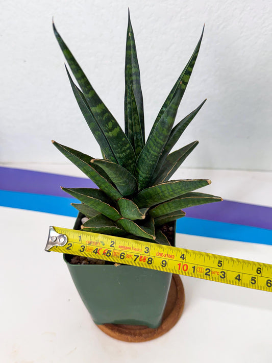 Sansevieria Manny Pacquiao (yy) (3) | Imported Plant