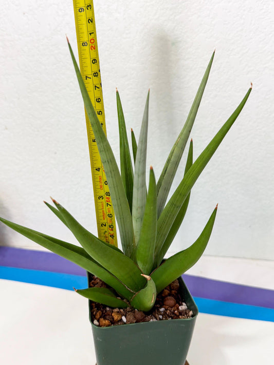 Sansevieria Bai bid (yy) (8) | Imported Sansevieria