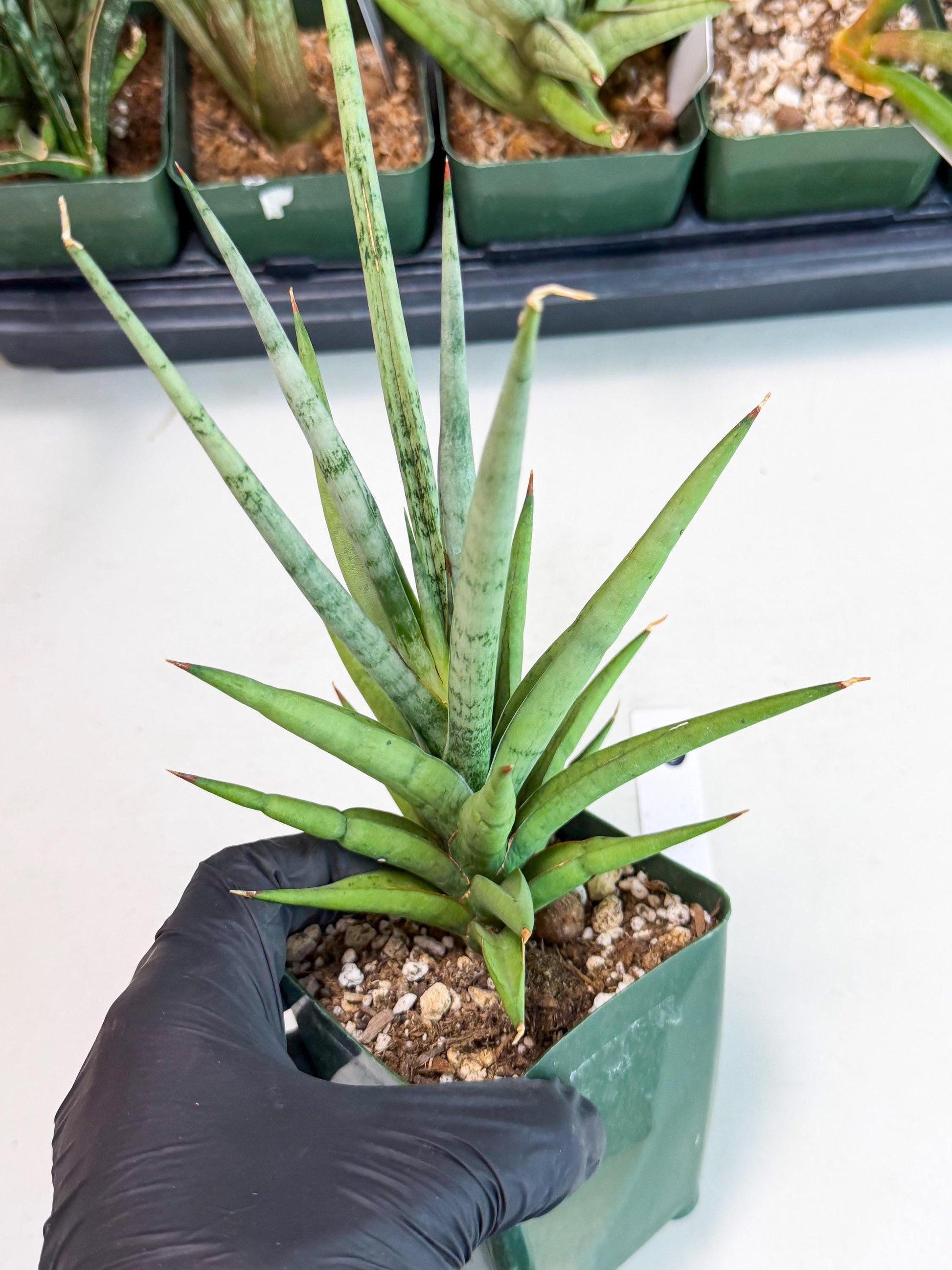 Sansevieria Thunder Stream (yy) (10) | rare Plant