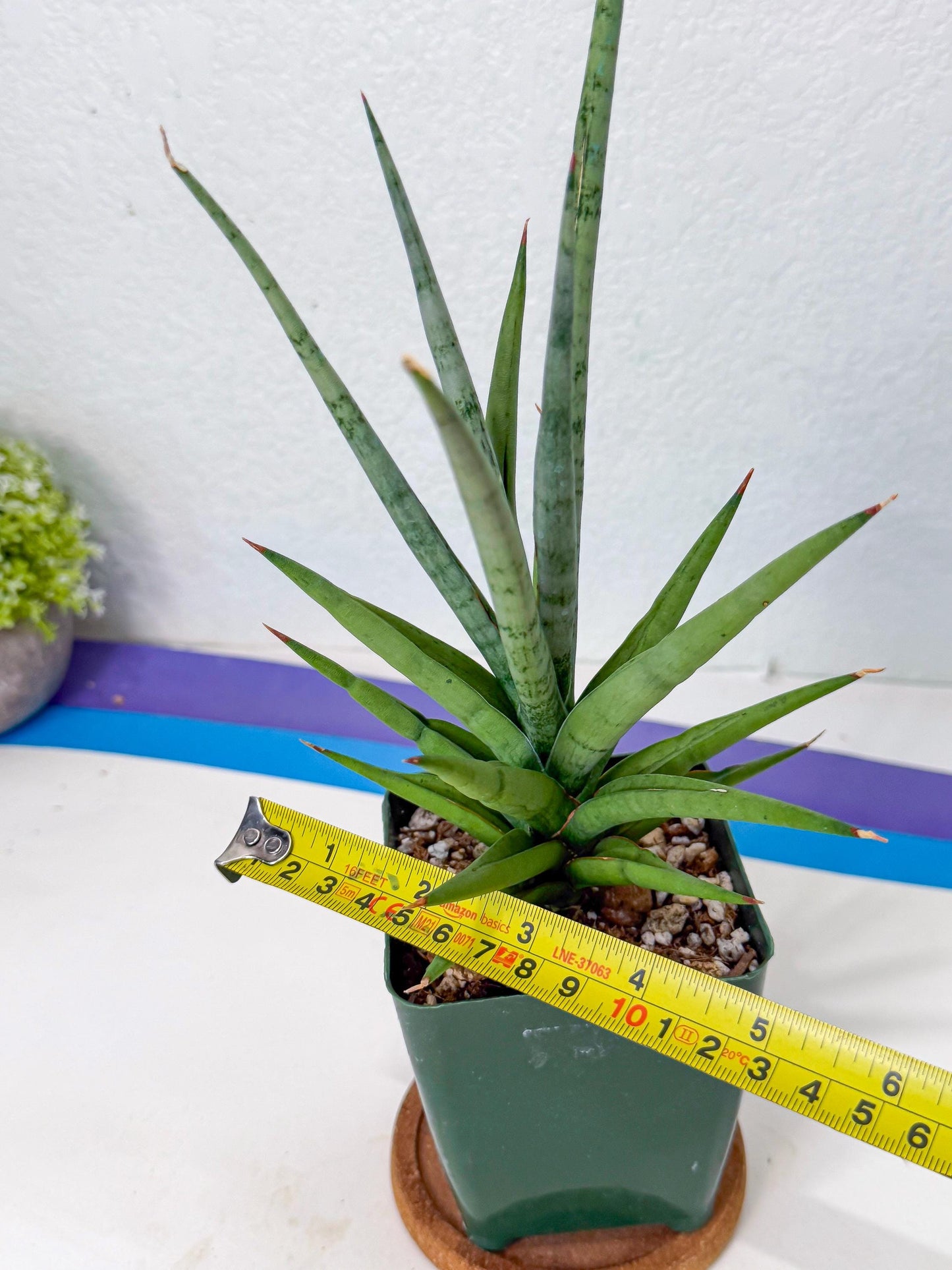 Sansevieria Thunder Stream (yy) (10) | rare Plant