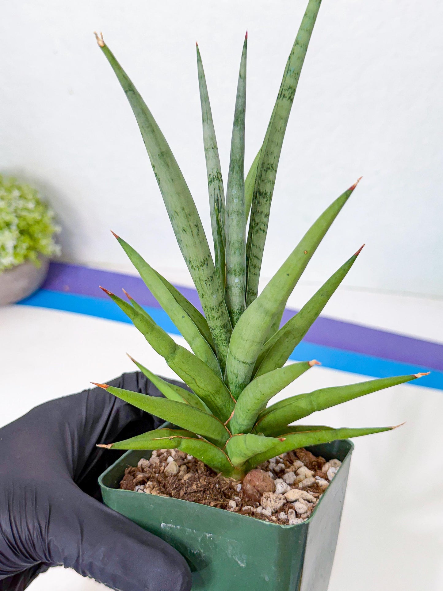 Sansevieria Thunder Stream (yy) (10) | rare Plant