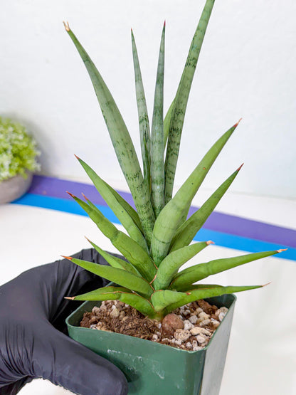 Sansevieria Thunder Stream (yy) (10) | rare Plant