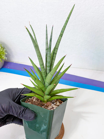 Sansevieria Thunder Stream (yy) (10) | rare Plant