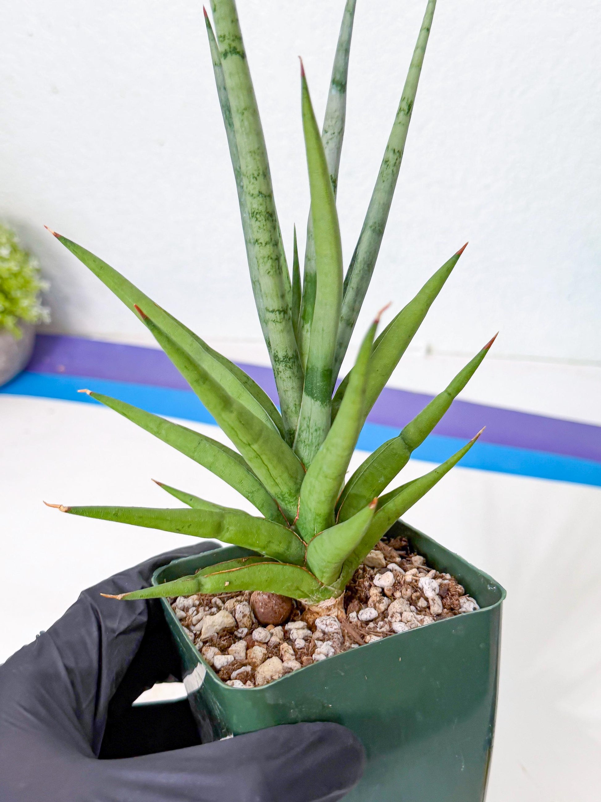 Sansevieria Thunder Stream (yy) (10) | rare Plant