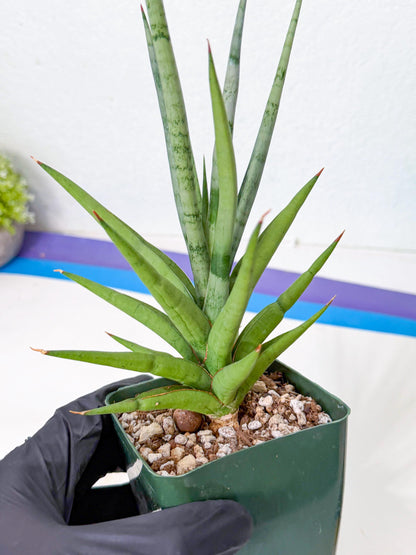 Sansevieria Thunder Stream (yy) (10) | rare Plant