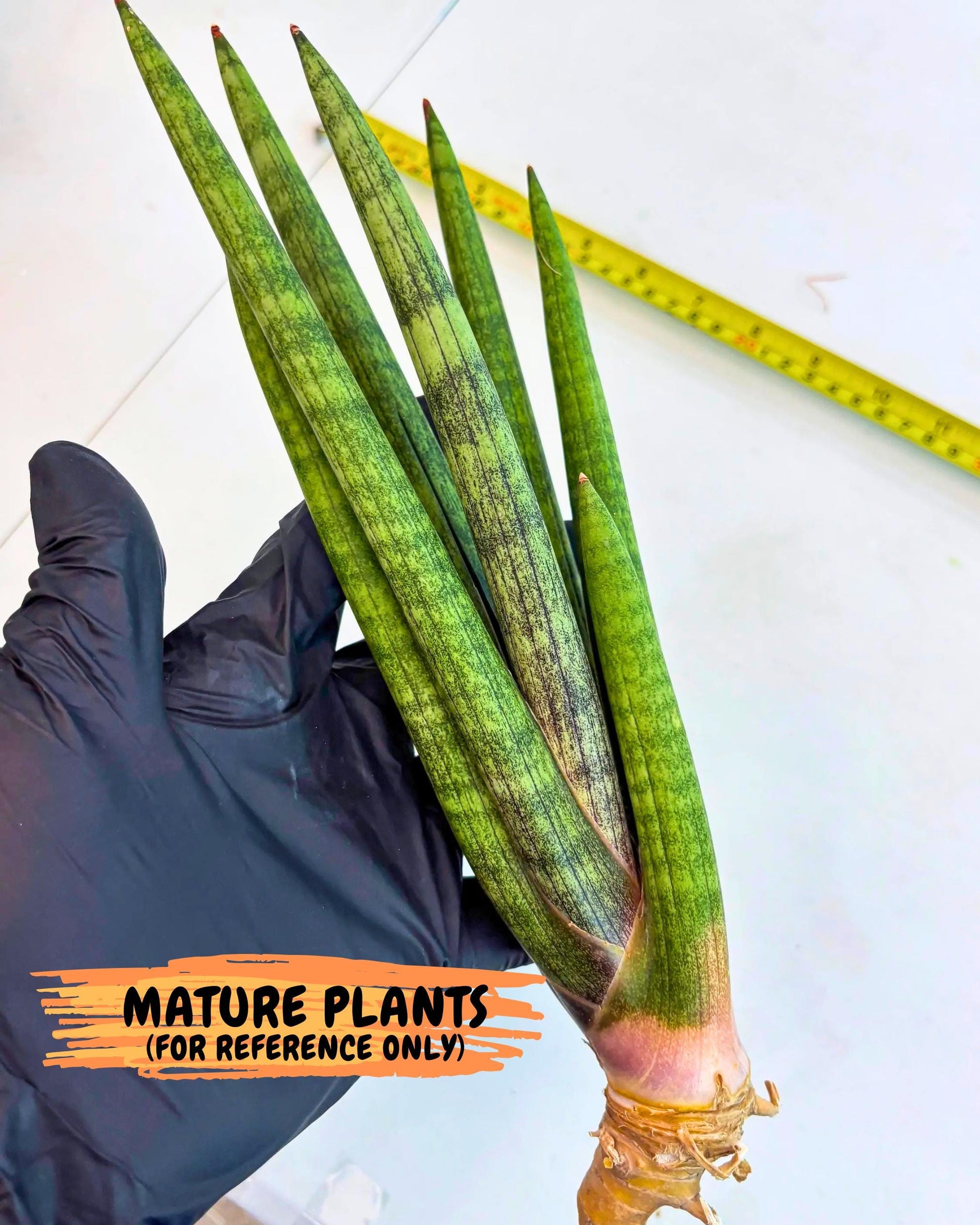 Sansevieria Lancia (pp) (18) | New Imported Hybrids
