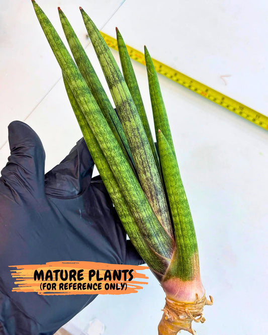 Sansevieria Lancia (yy) (15) | New Imported Hybrids