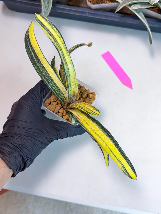 Gasteria Batesiana Yellow (p) | Rare Gasteria