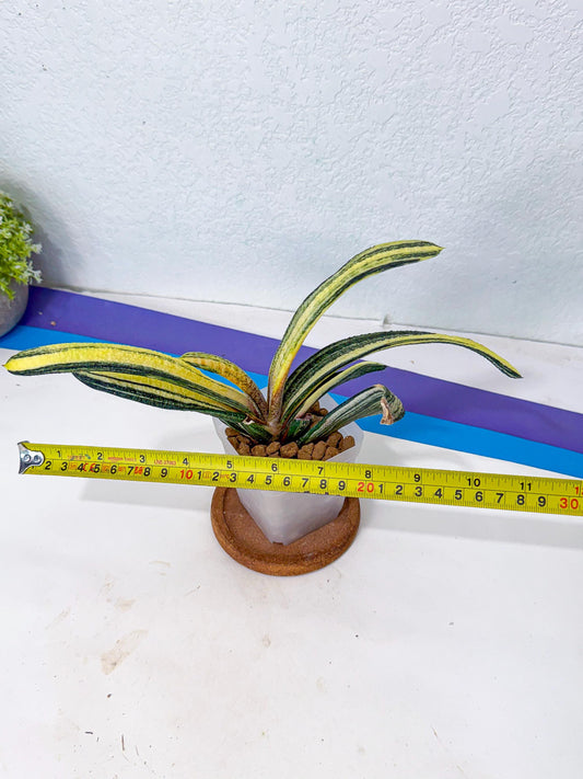 Gasteria Batesiana Yellow (p) | Rare Gasteria