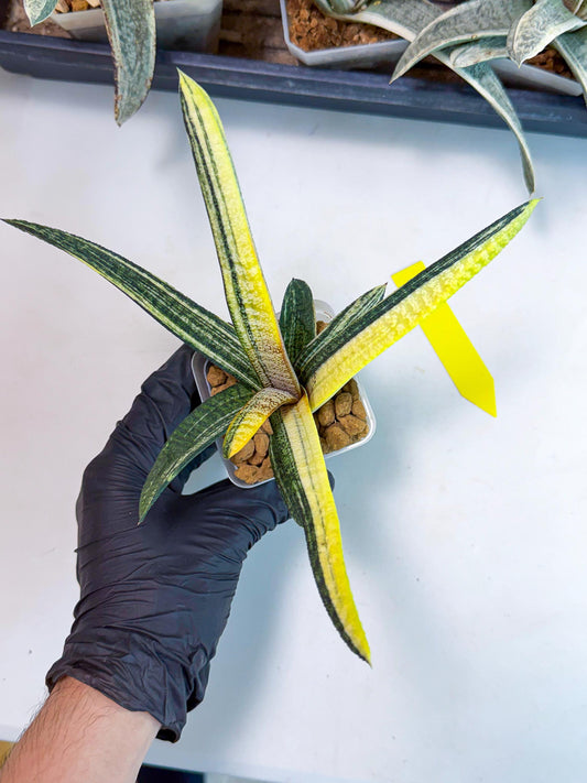 Gasteria Batesiana Yellow (y) | Rare Gasteria