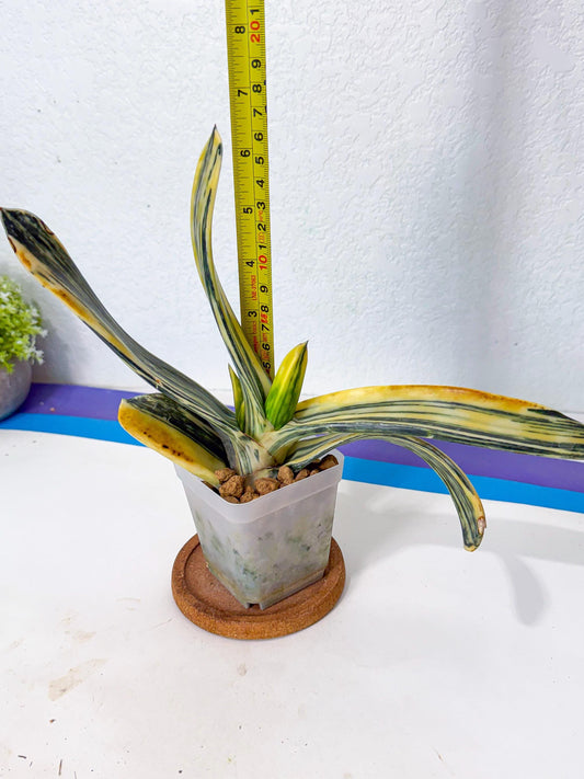 Gasteria BiColor (p) | rare species