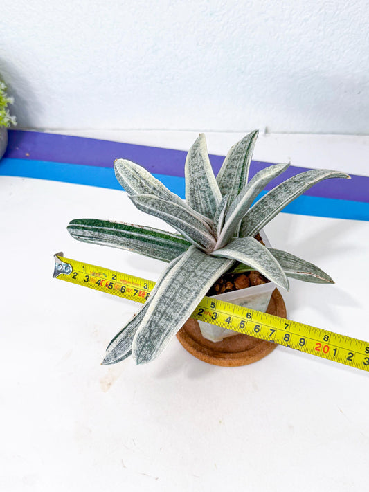 Gasteria Batesiana White Var (p) | Imported Succulent