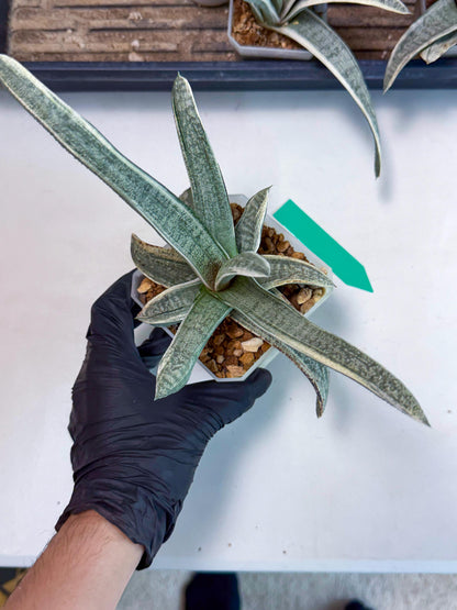 Gasteria Batesiana White Var (g) | Imported Succulent