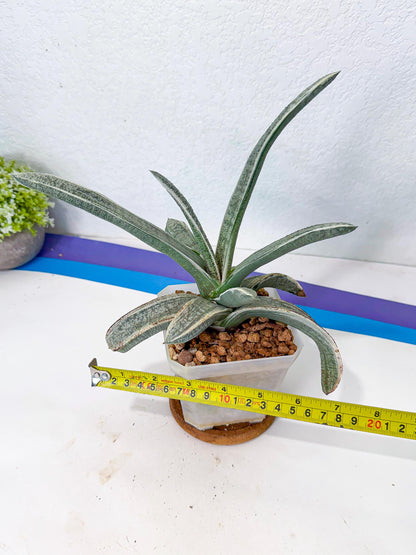 Gasteria Batesiana White Var (g) | Imported Succulent