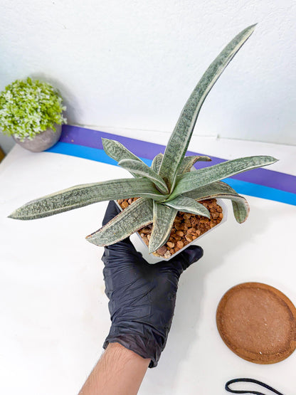 Gasteria Batesiana White Var (g) | Imported Succulent