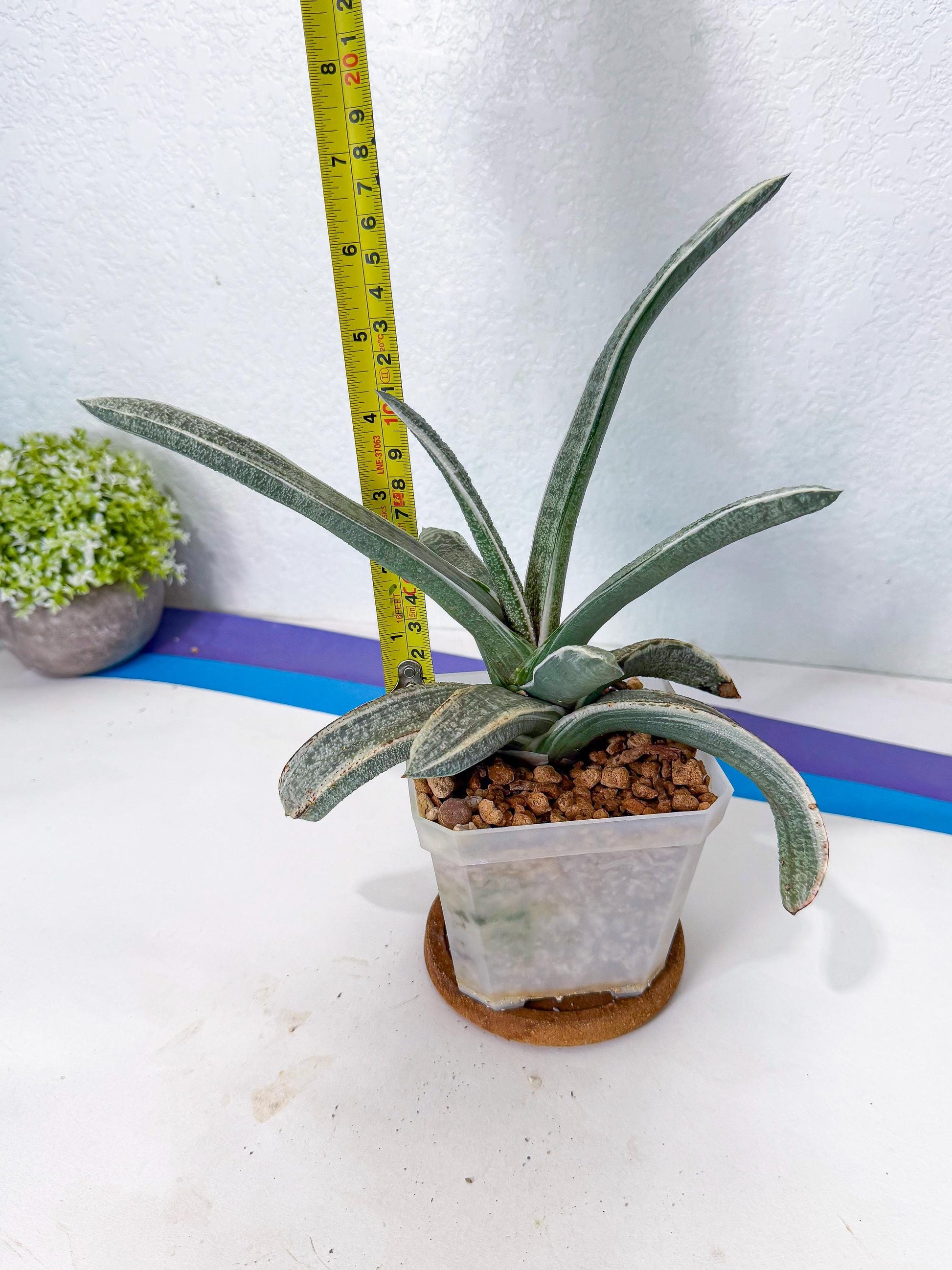 Gasteria Batesiana White Var (g) | Imported Succulent