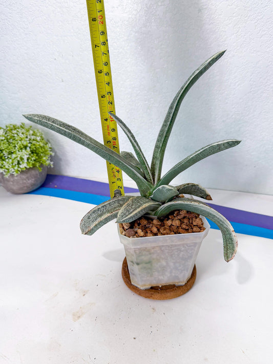 Gasteria Batesiana White Var (g) | Imported Succulent