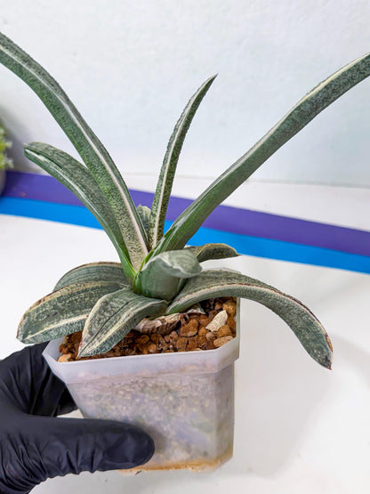 Gasteria Batesiana White Var (g) | Imported Succulent