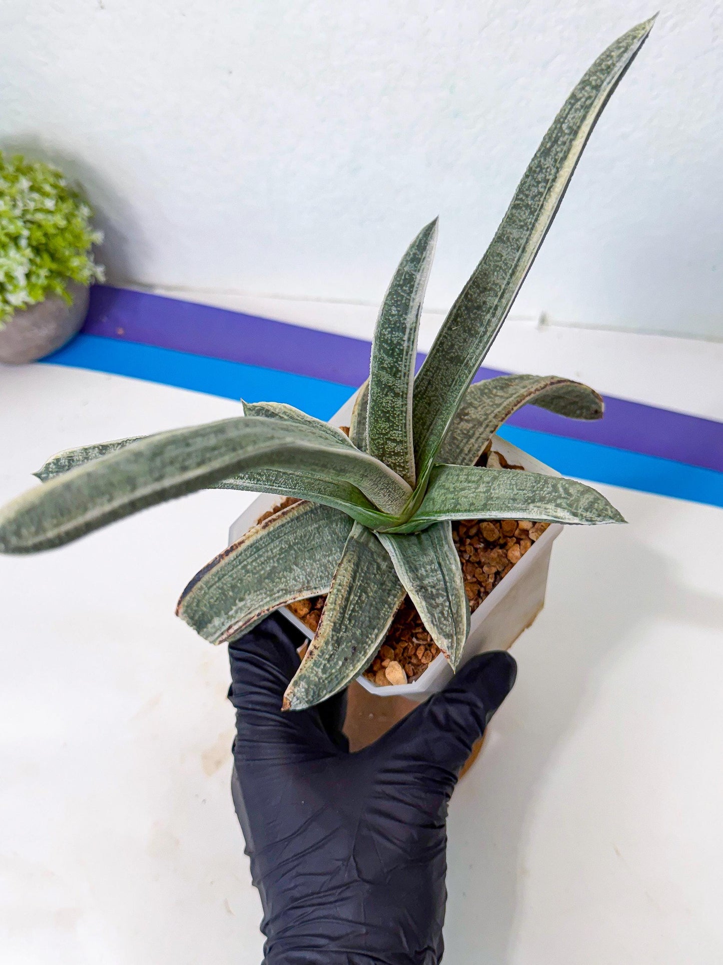 Gasteria Batesiana White Var (g) | Imported Succulent