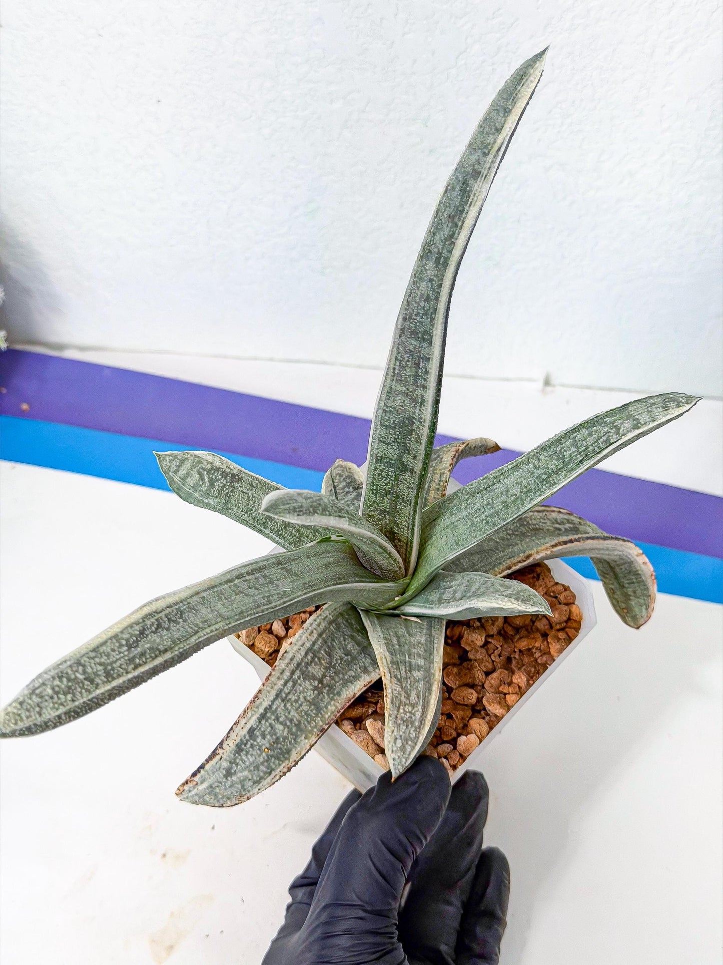 Gasteria Batesiana White Var (g) | Imported Succulent