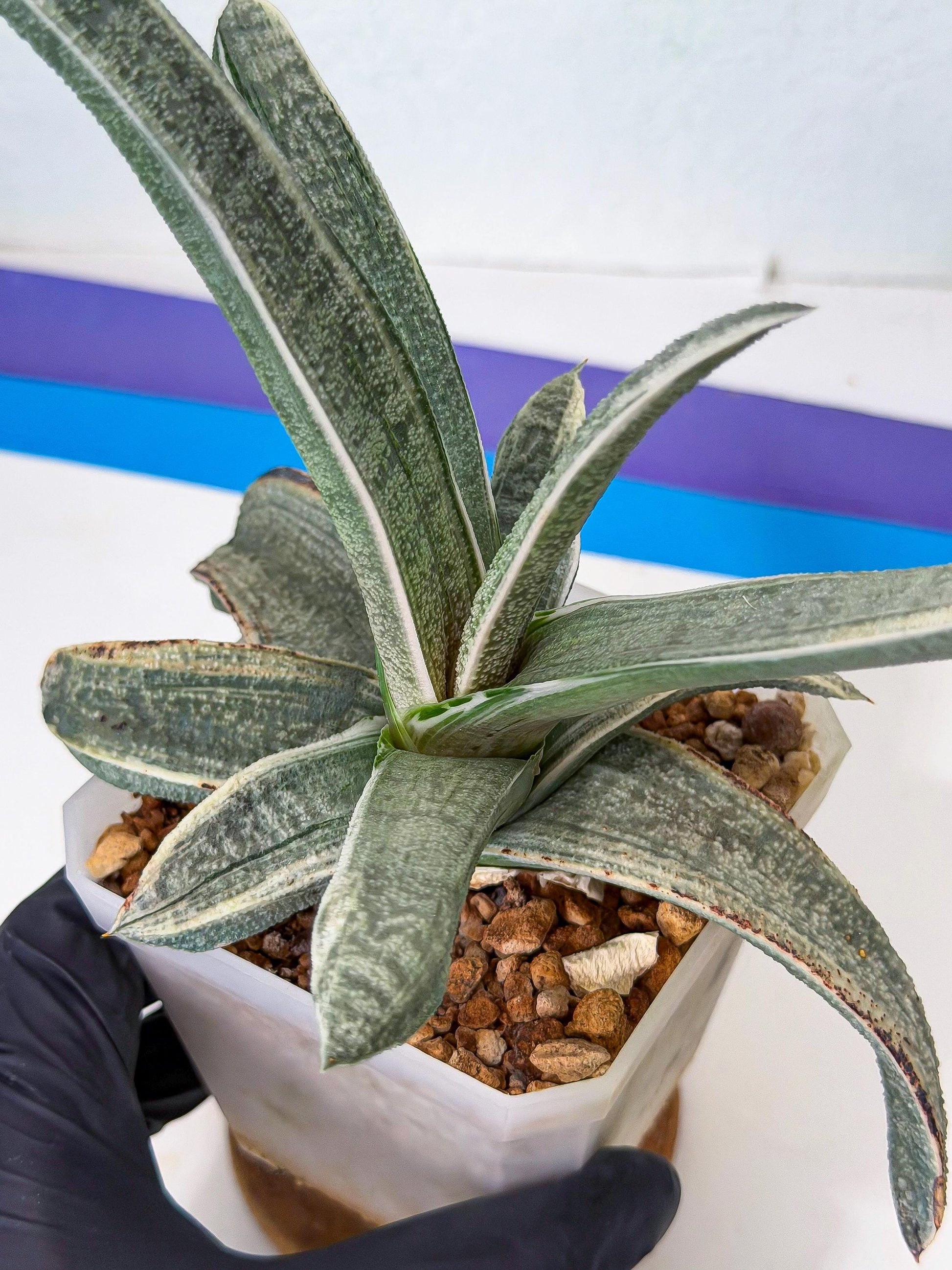 Gasteria Batesiana White Var (g) | Imported Succulent