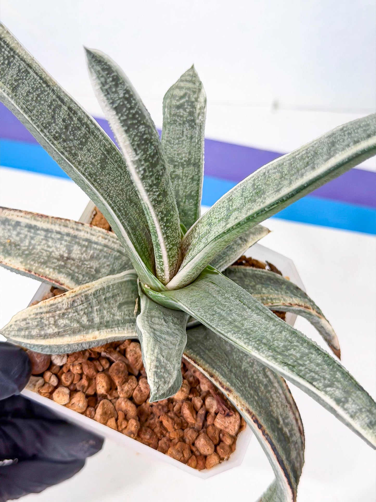 Gasteria Batesiana White Var (g) | Imported Succulent