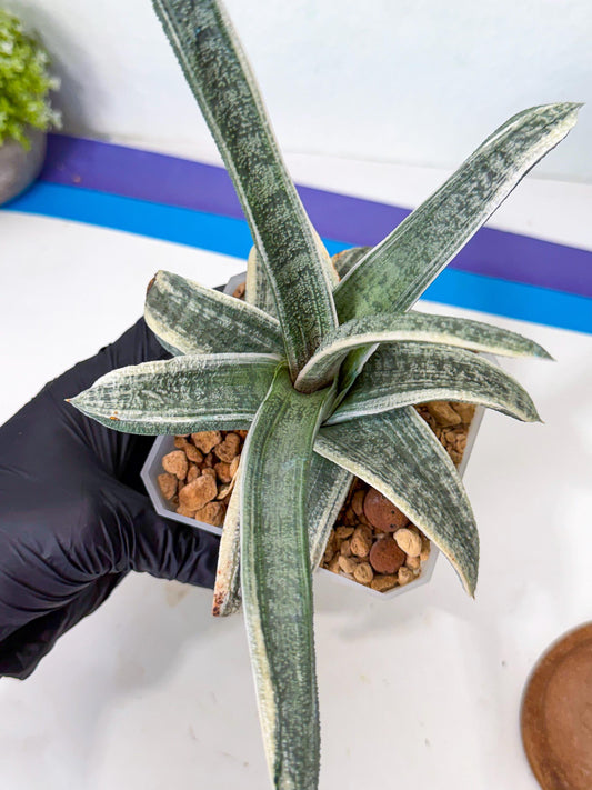 Gasteria Batesiana White Var (r) | Imported Succulent
