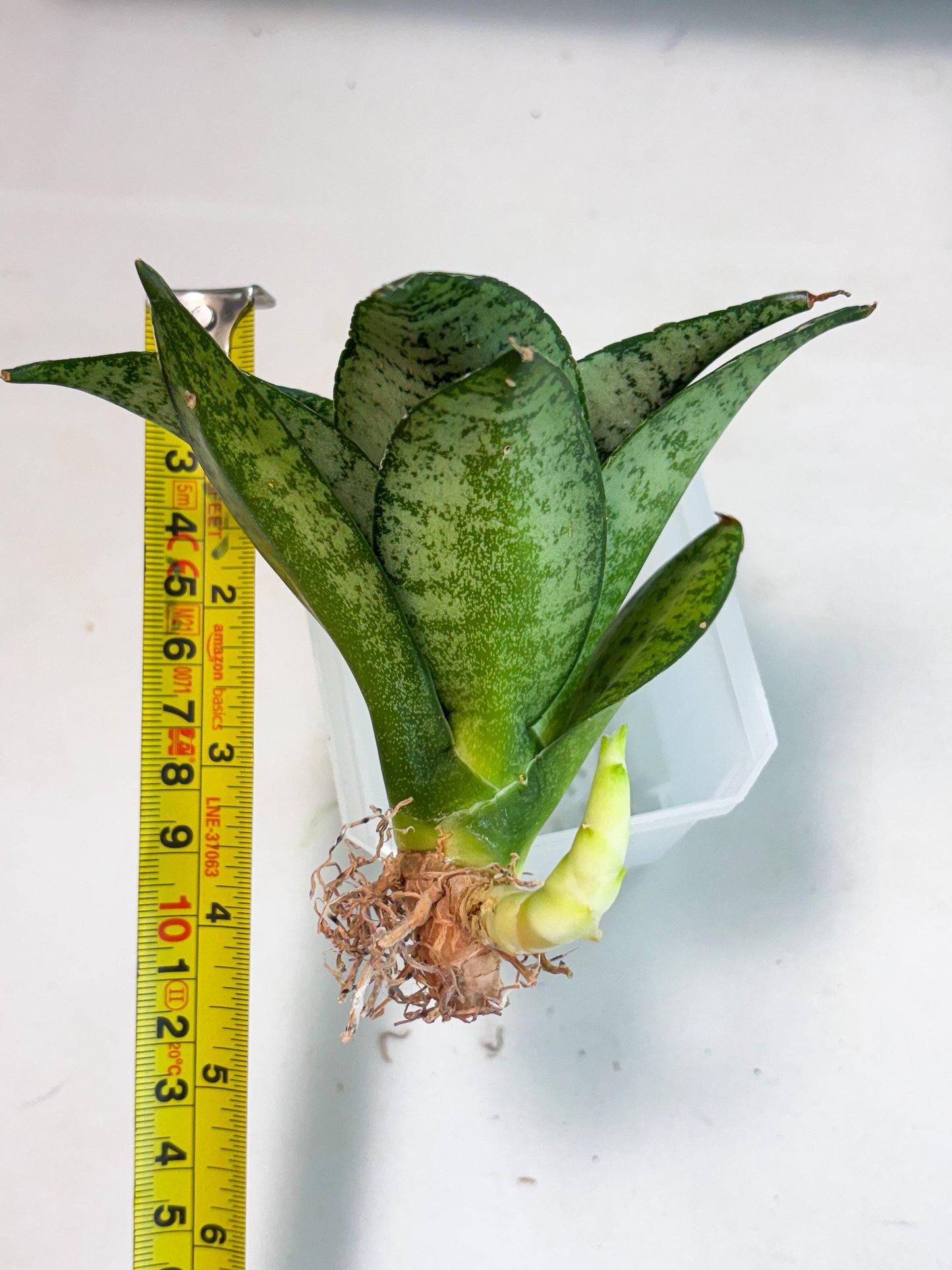 Sansevieria Mayang (Ha4) (5) | Rare Hybrid