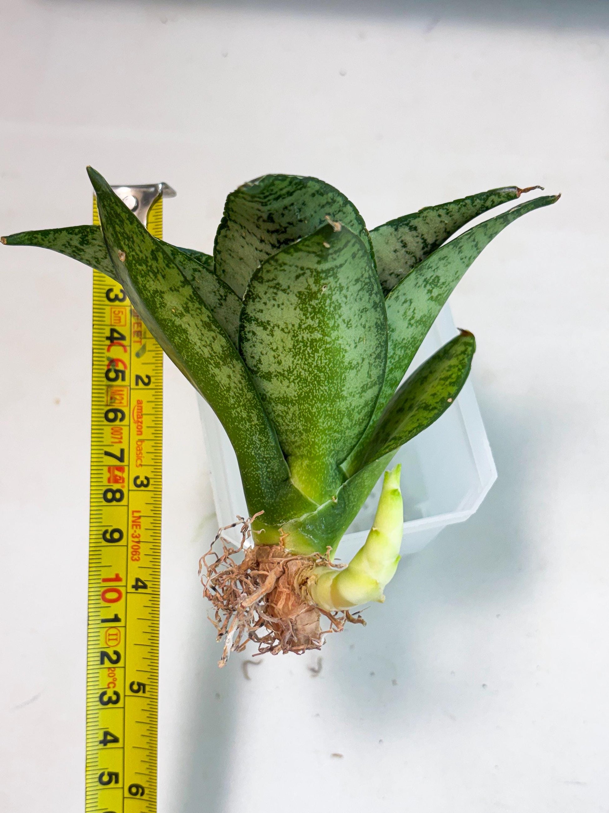 Sansevieria Mayang (Ha4) (5) | Rare Hybrid