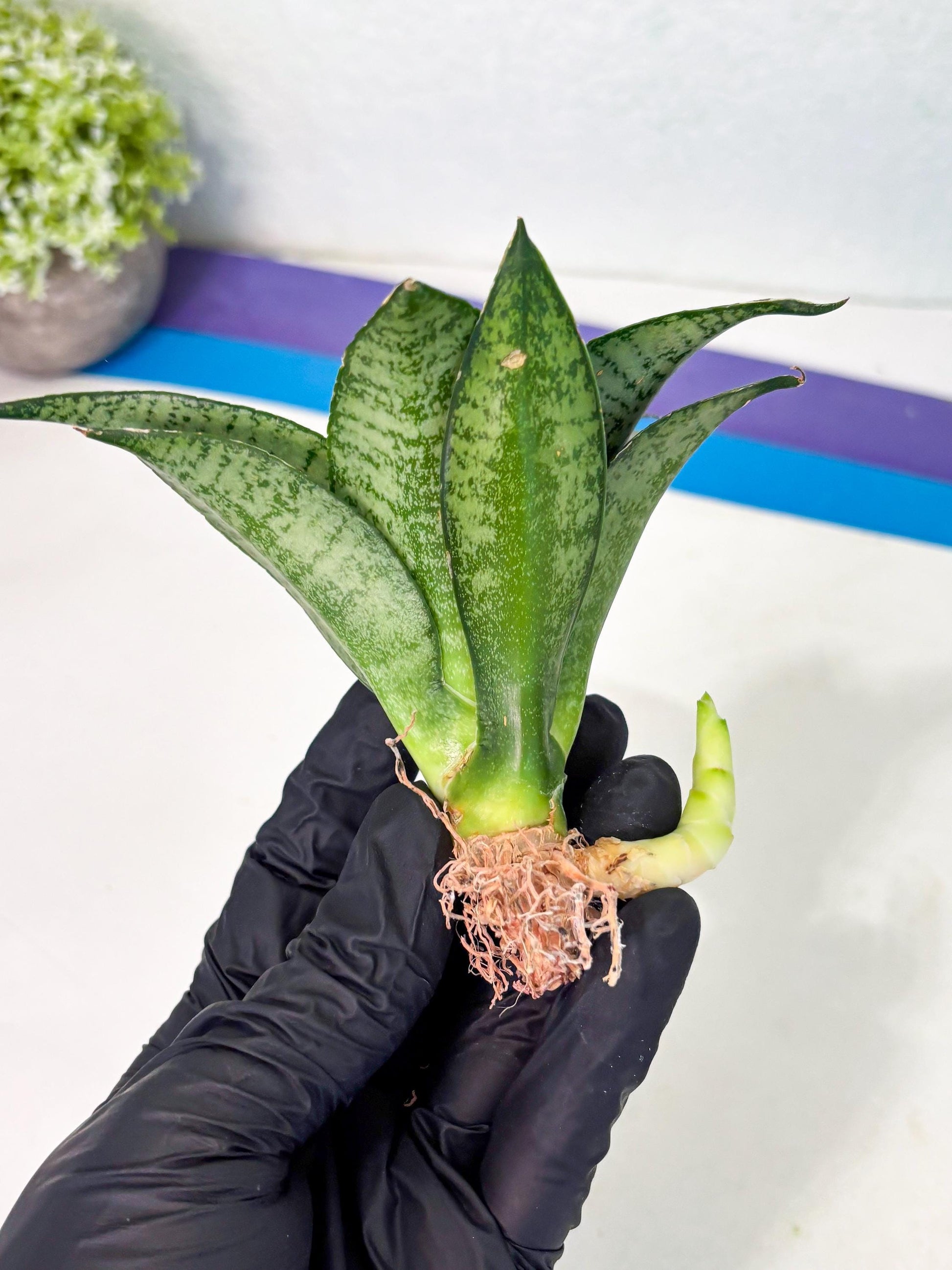 Sansevieria Mayang (Ha4) (5) | Rare Hybrid