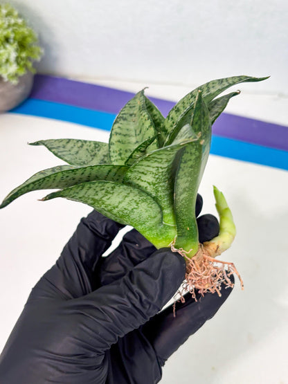 Sansevieria Mayang (Ha4) (5) | Rare Hybrid