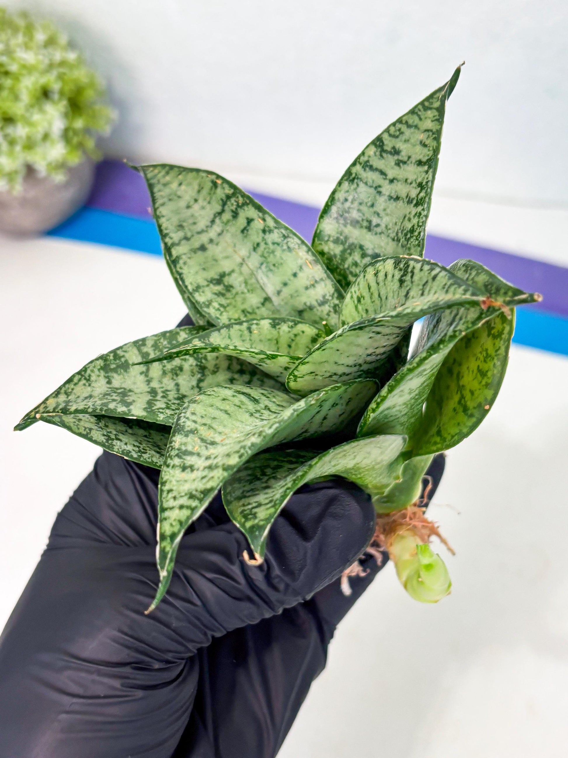 Sansevieria Mayang (Ha4) (5) | Rare Hybrid
