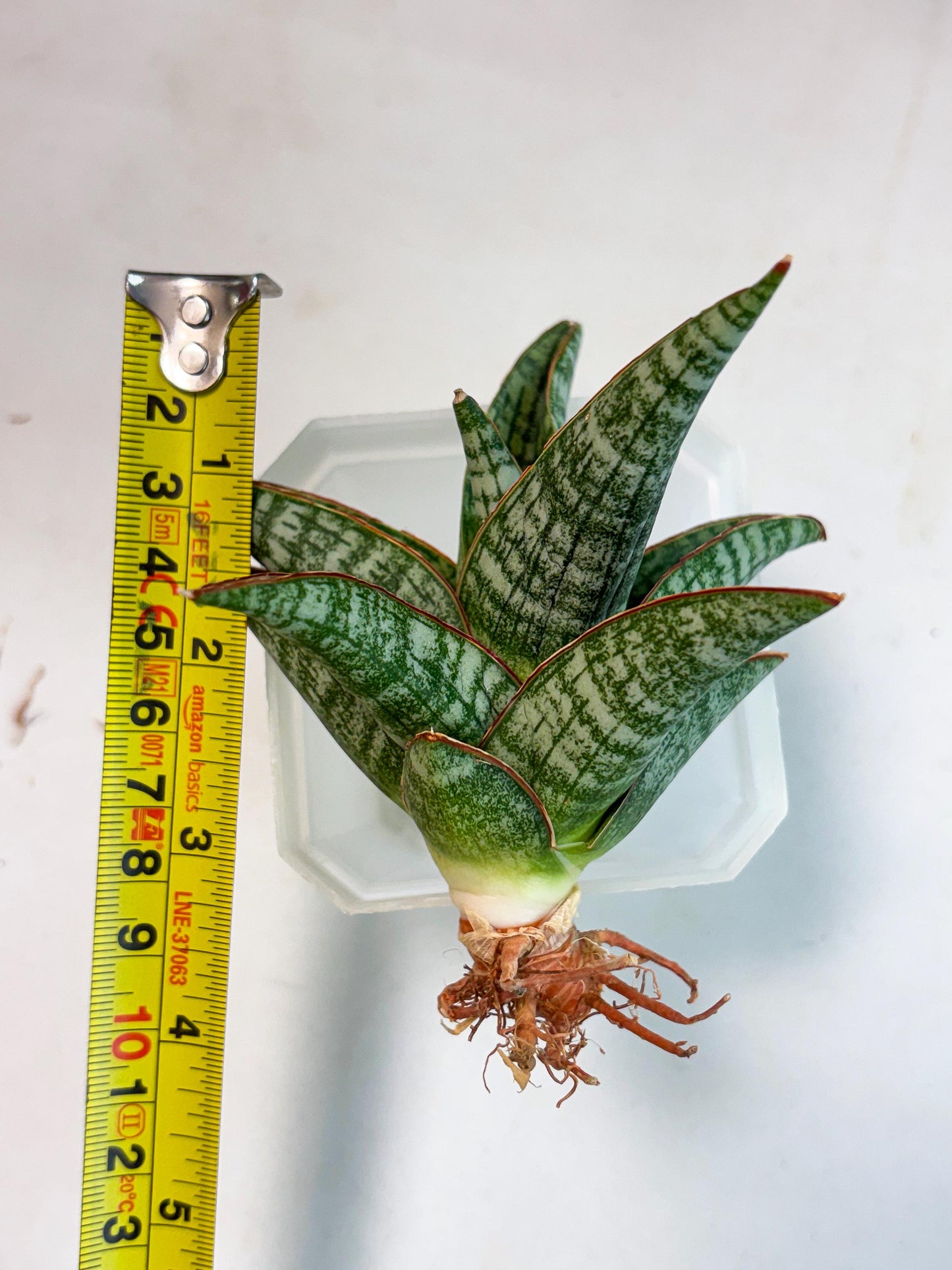 Sansevieria Samosir (Ha4) (12) | Rare Collection