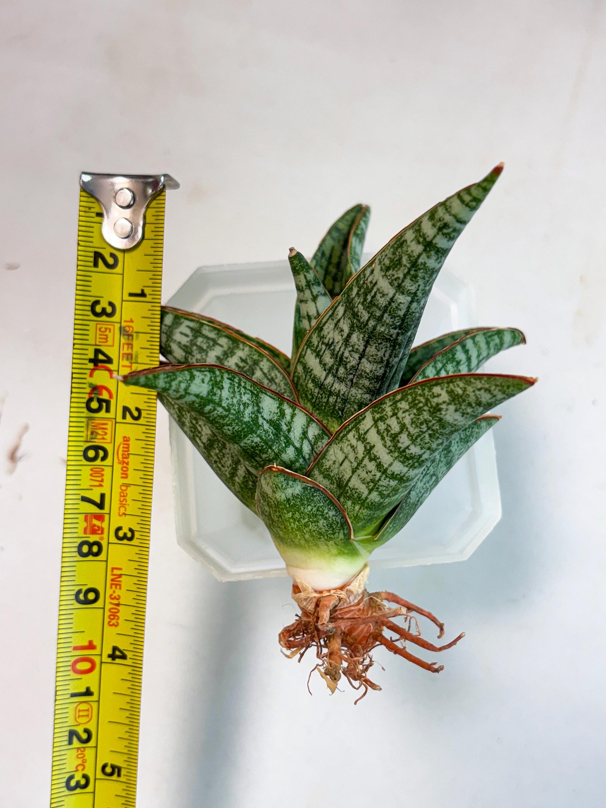 Sansevieria Samosir (Ha4) (12) | Rare Collection
