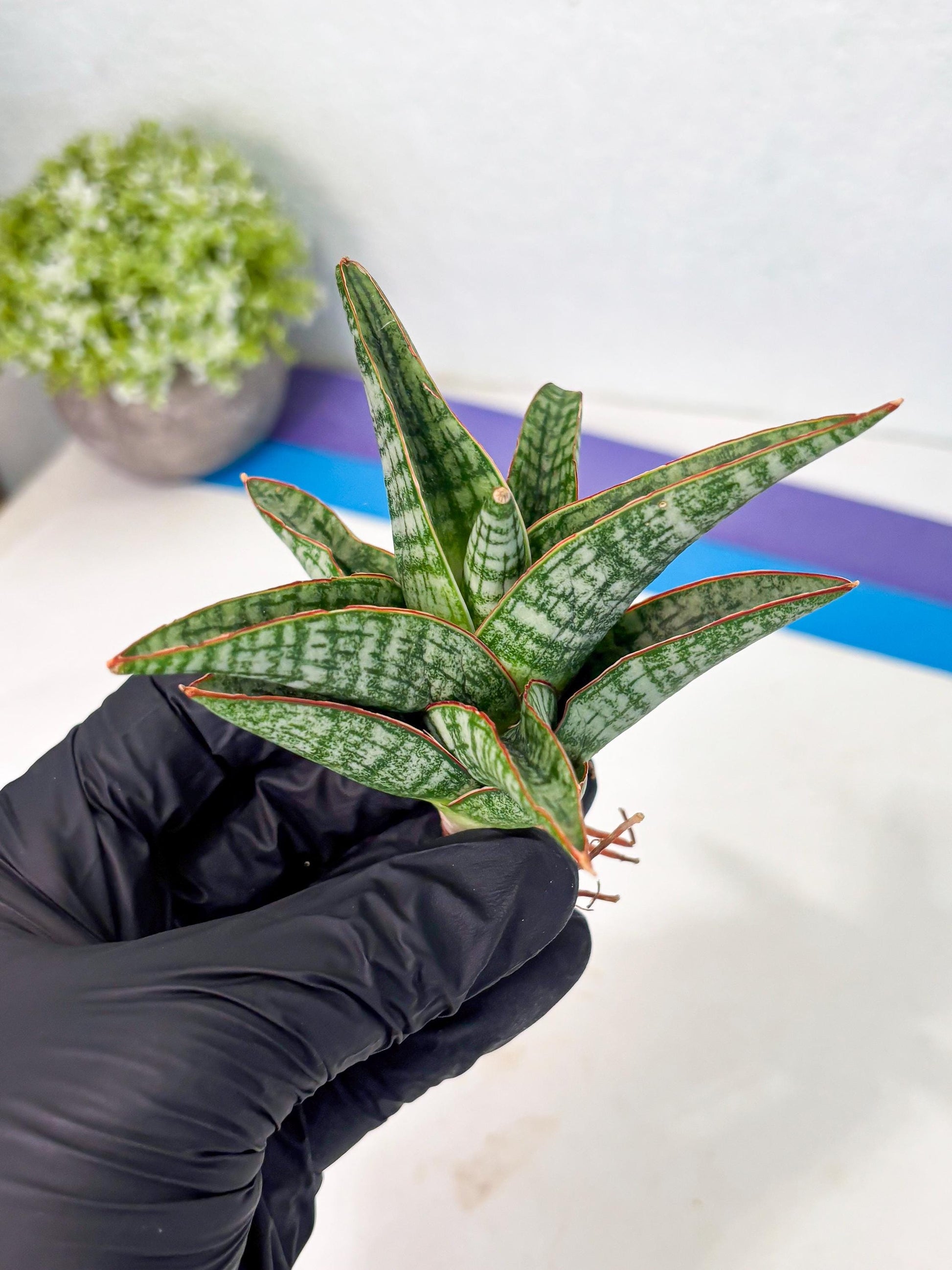 Sansevieria Samosir (Ha4) (12) | Rare Collection