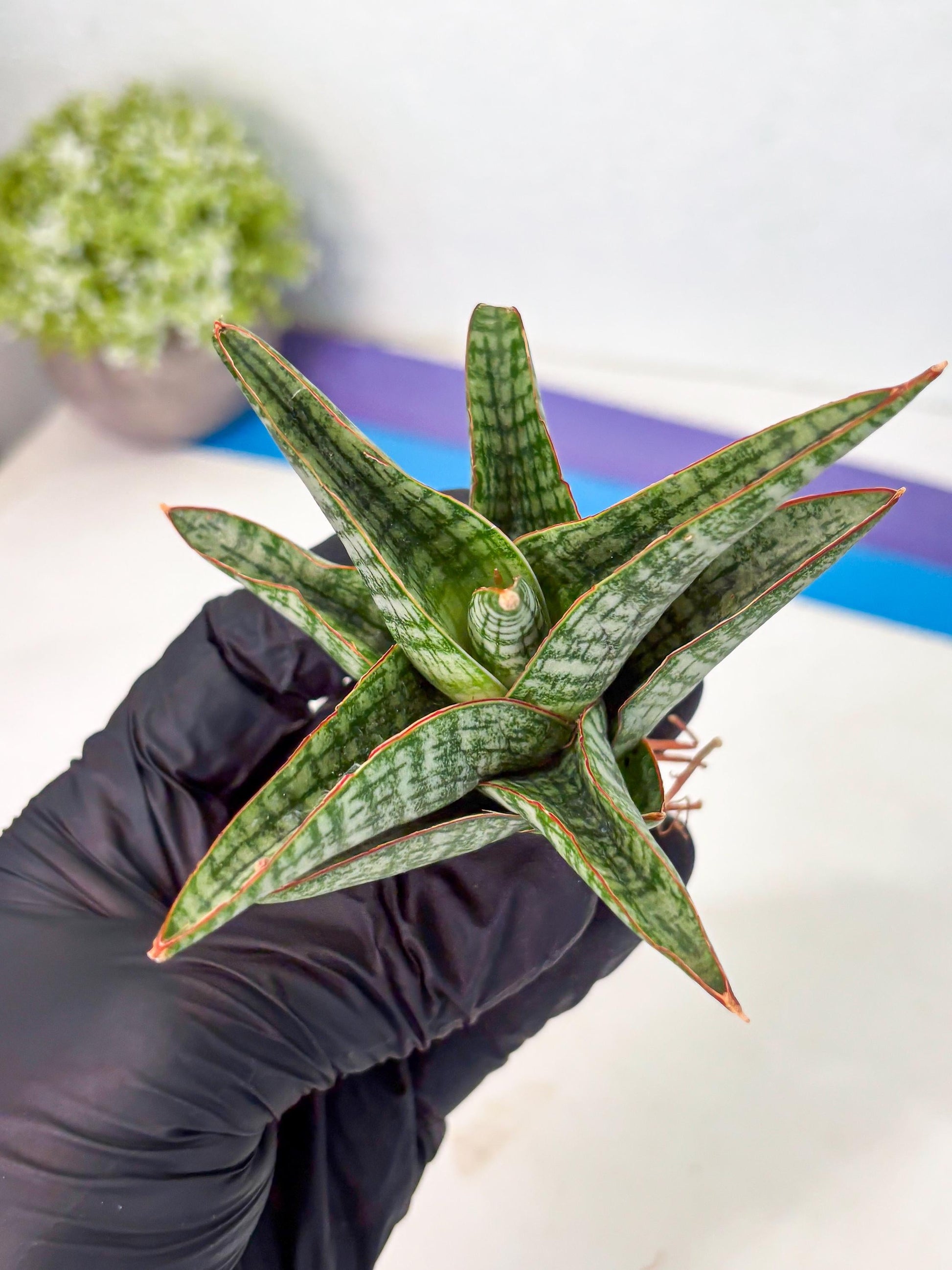 Sansevieria Samosir (Ha4) (12) | Rare Collection