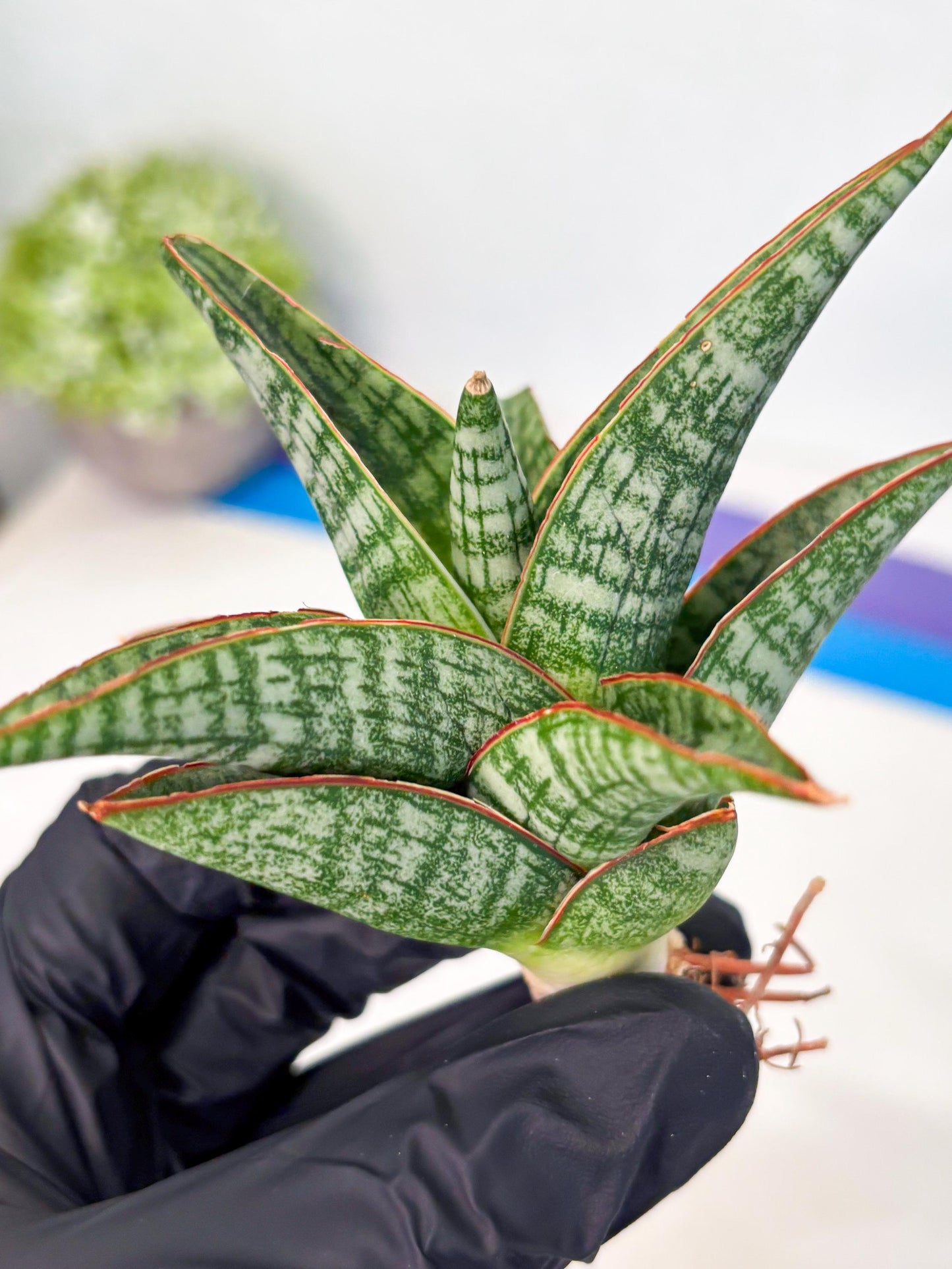 Sansevieria Samosir (Ha4) (12) | Rare Collection