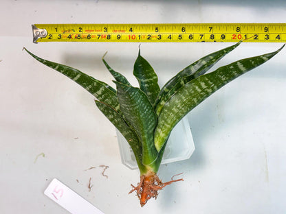 Sansevieria Kraden (ba4) (15) | Rare Collection