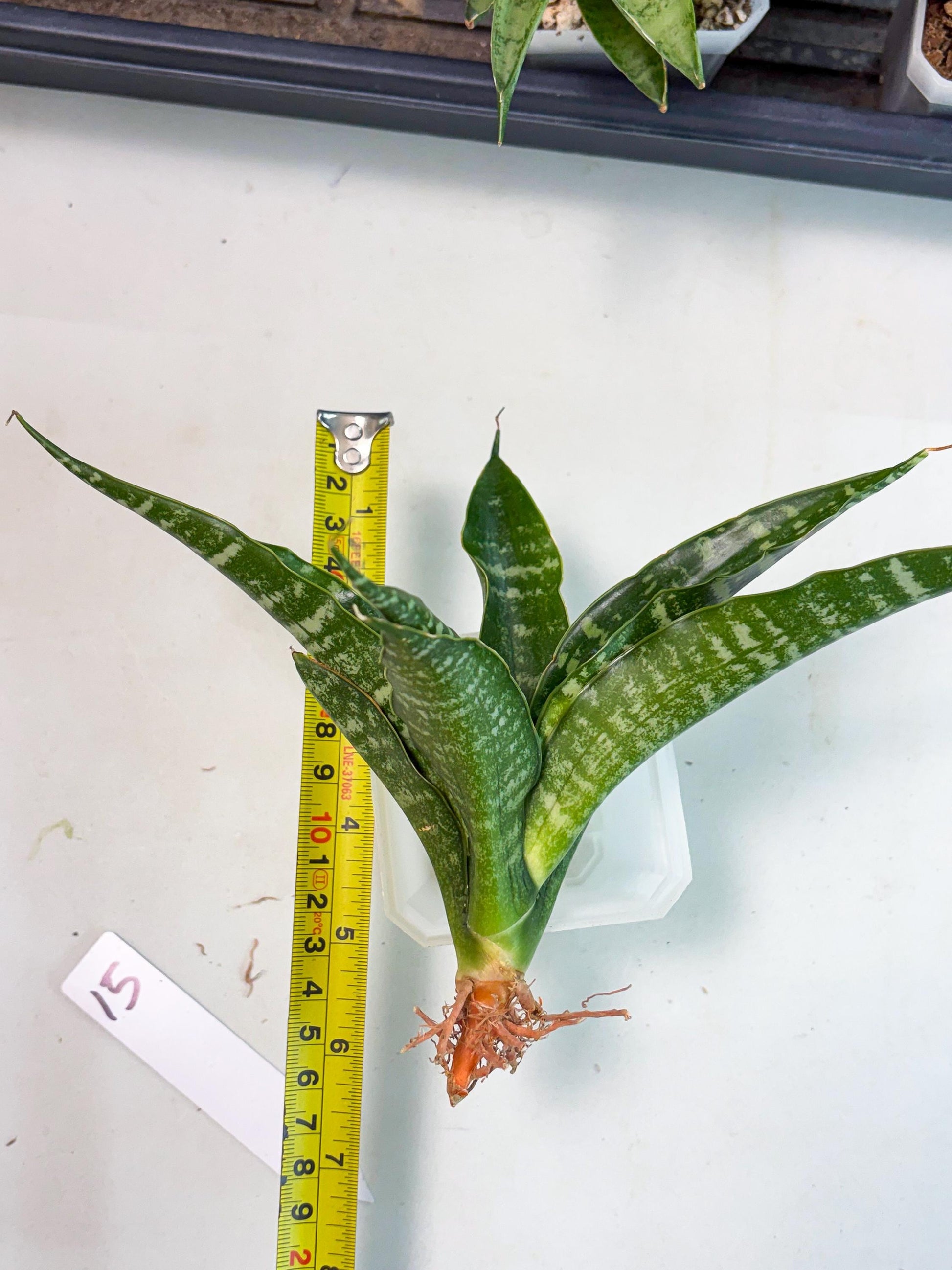 Sansevieria Kraden (ba4) (15) | Rare Collection