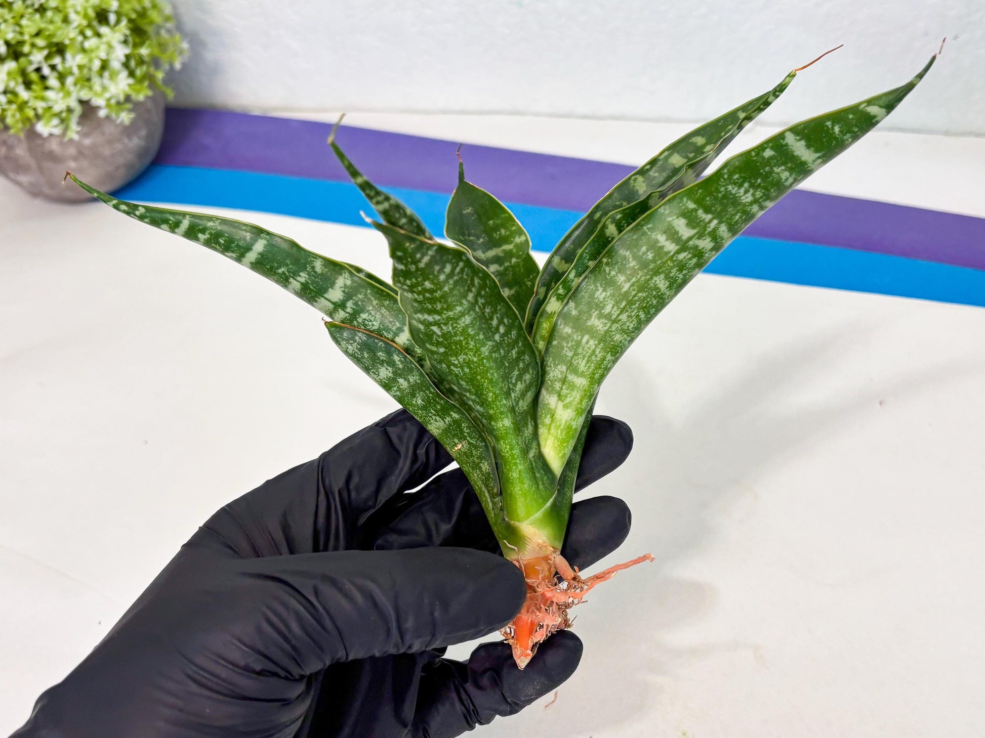 Sansevieria Kraden (ba4) (15) | Rare Collection
