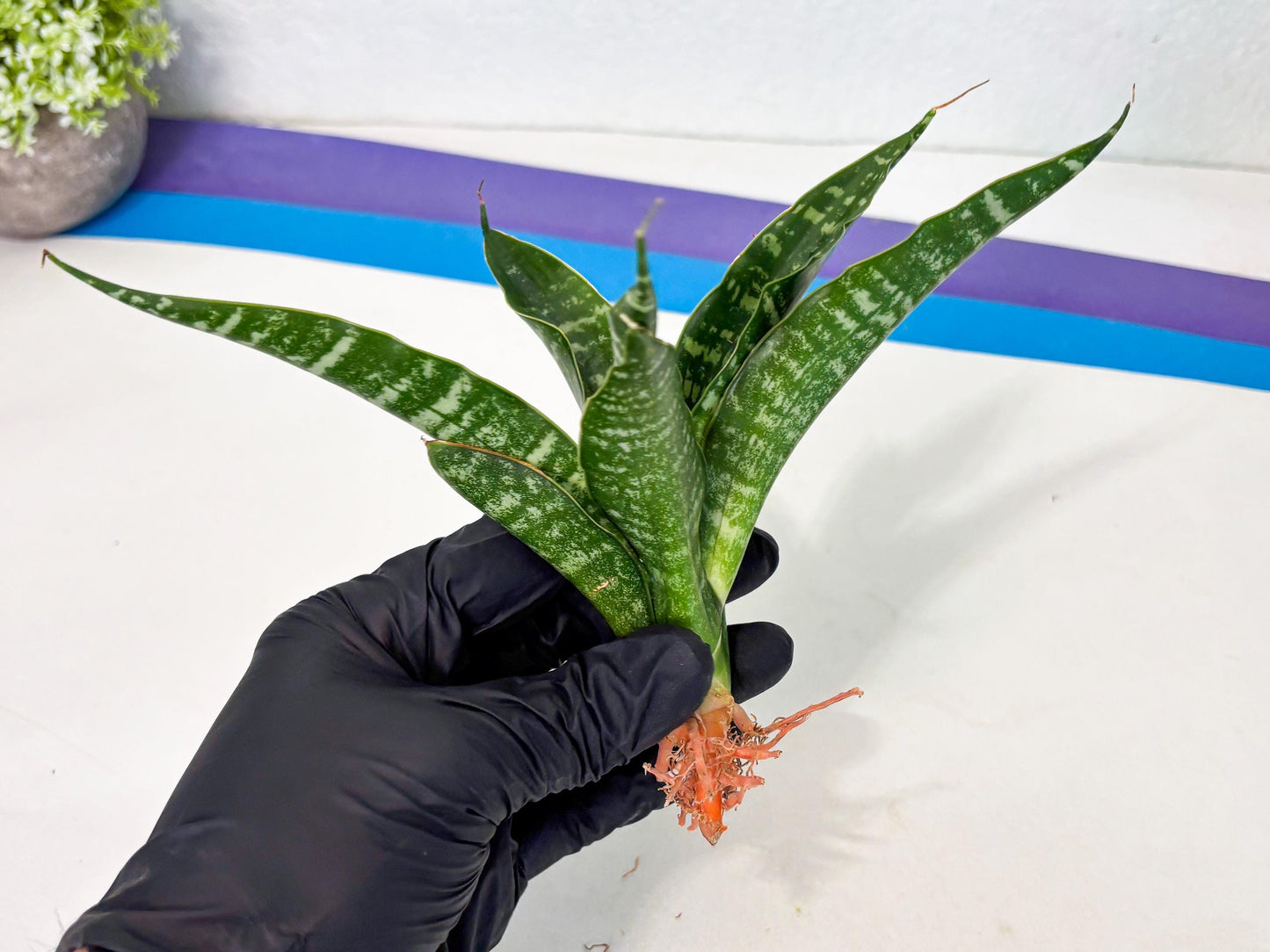 Sansevieria Kraden (ba4) (15) | Rare Collection