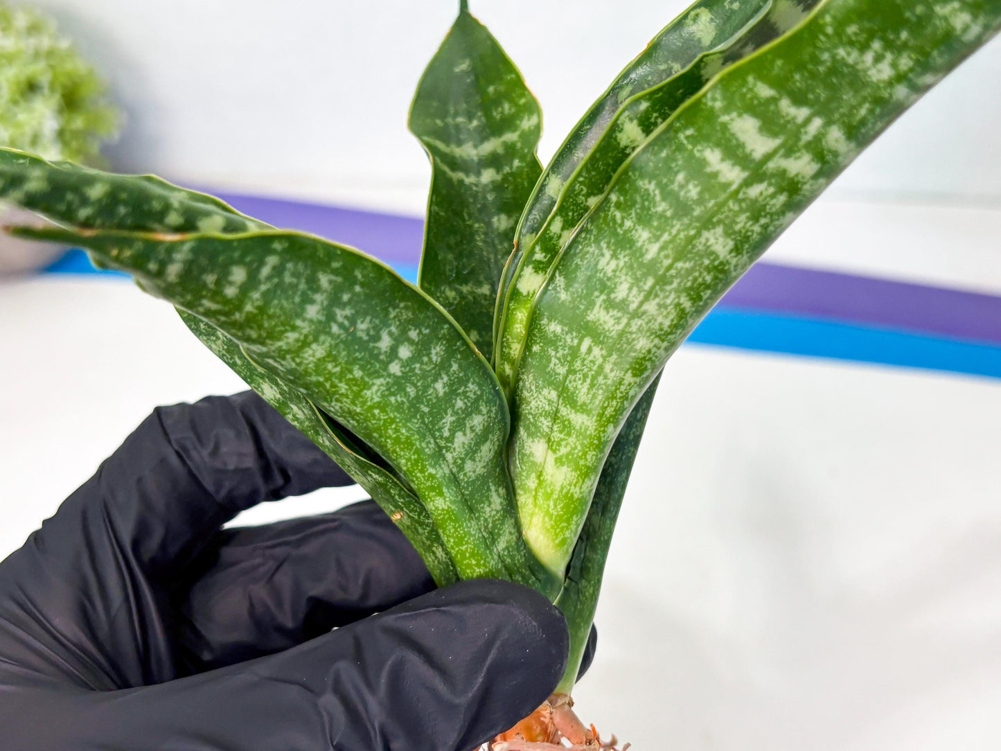 Sansevieria Kraden (ba4) (15) | Rare Collection