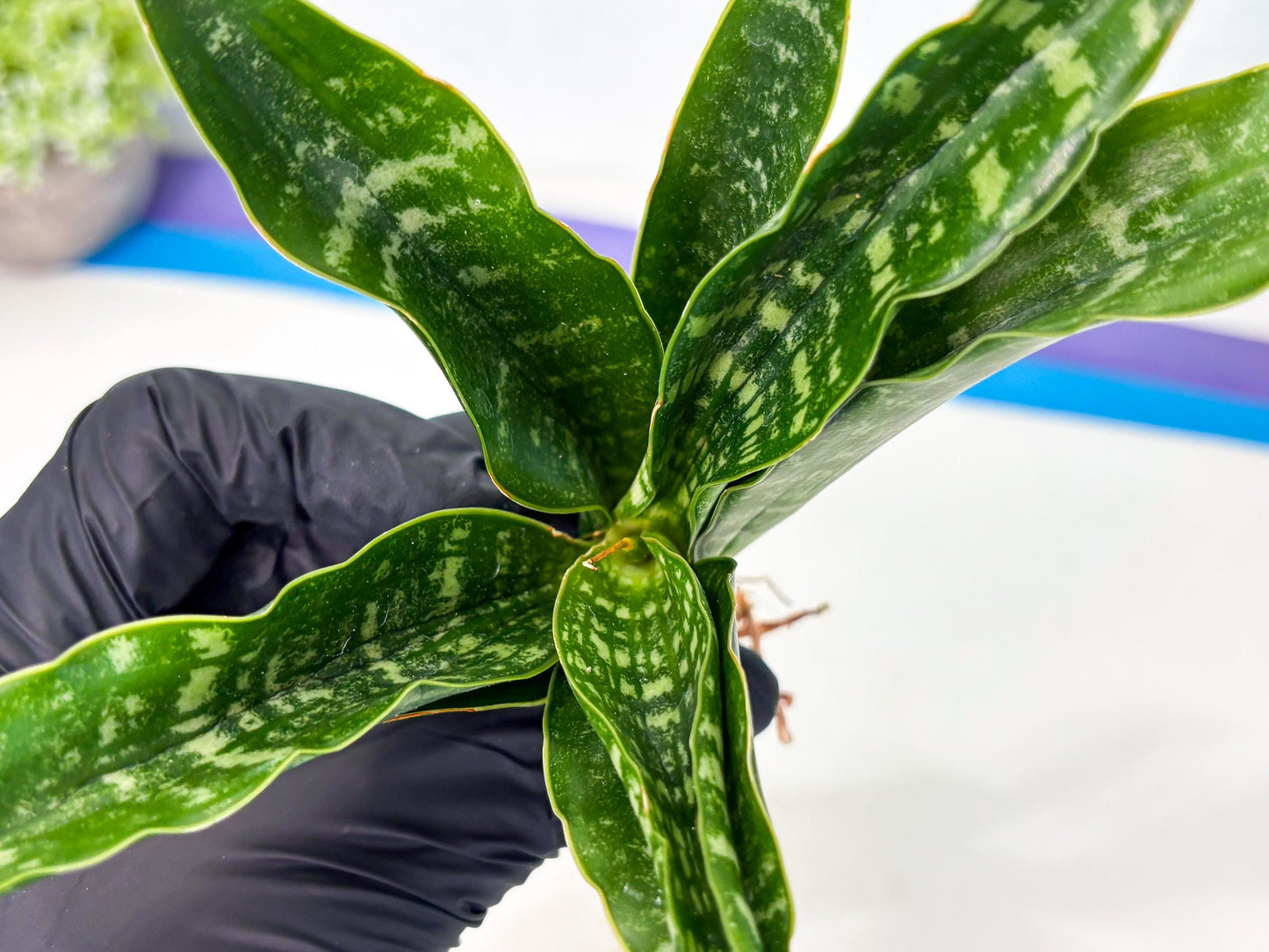 Sansevieria Kraden (ba4) (15) | Rare Collection