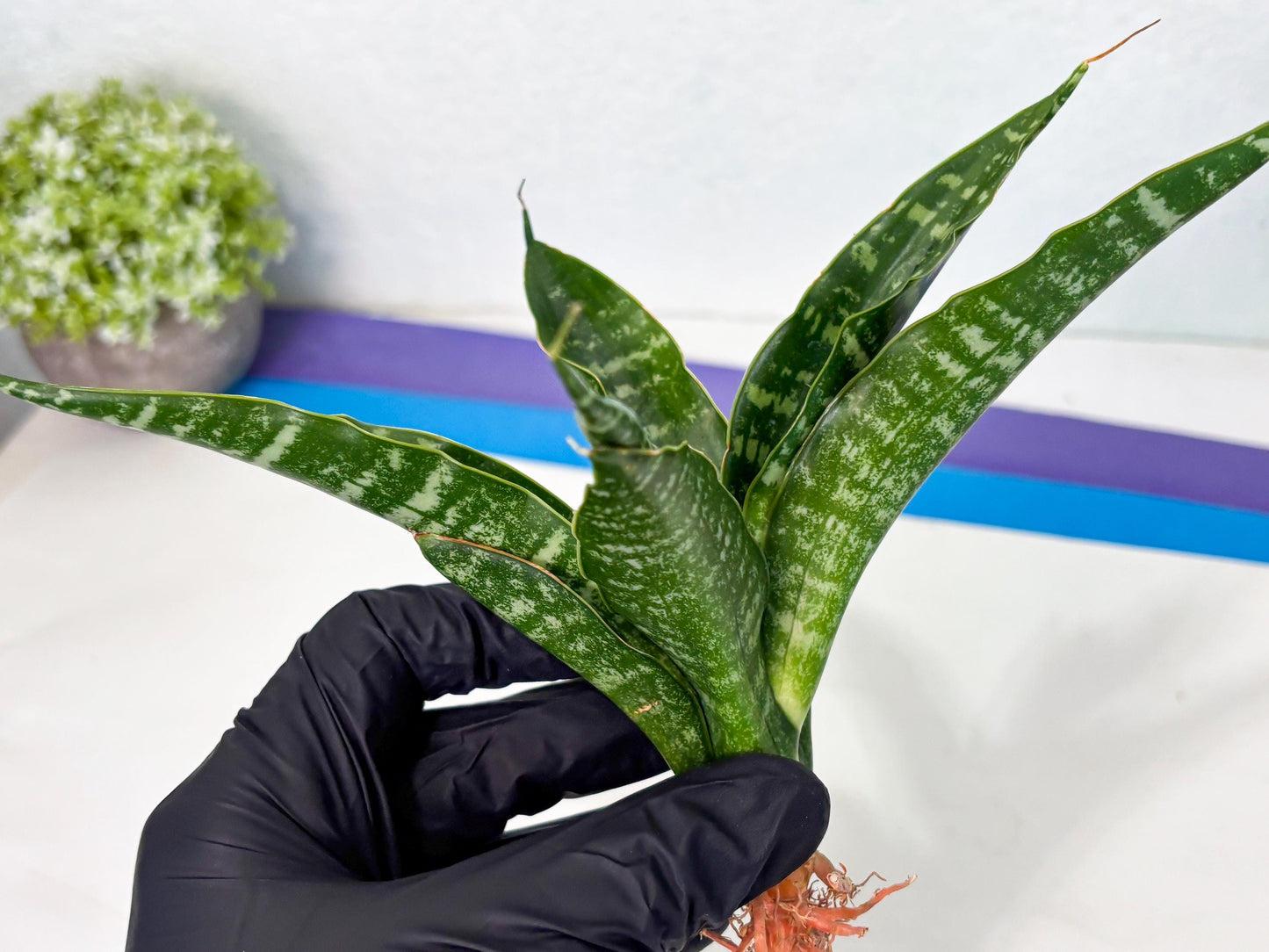 Sansevieria Kraden (ba4) (15) | Rare Collection