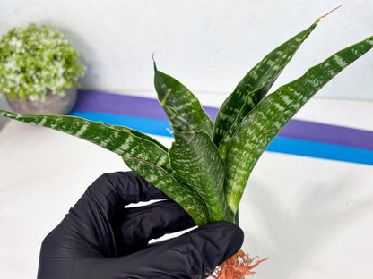 Sansevieria Kraden (ba4) (15) | Rare Collection
