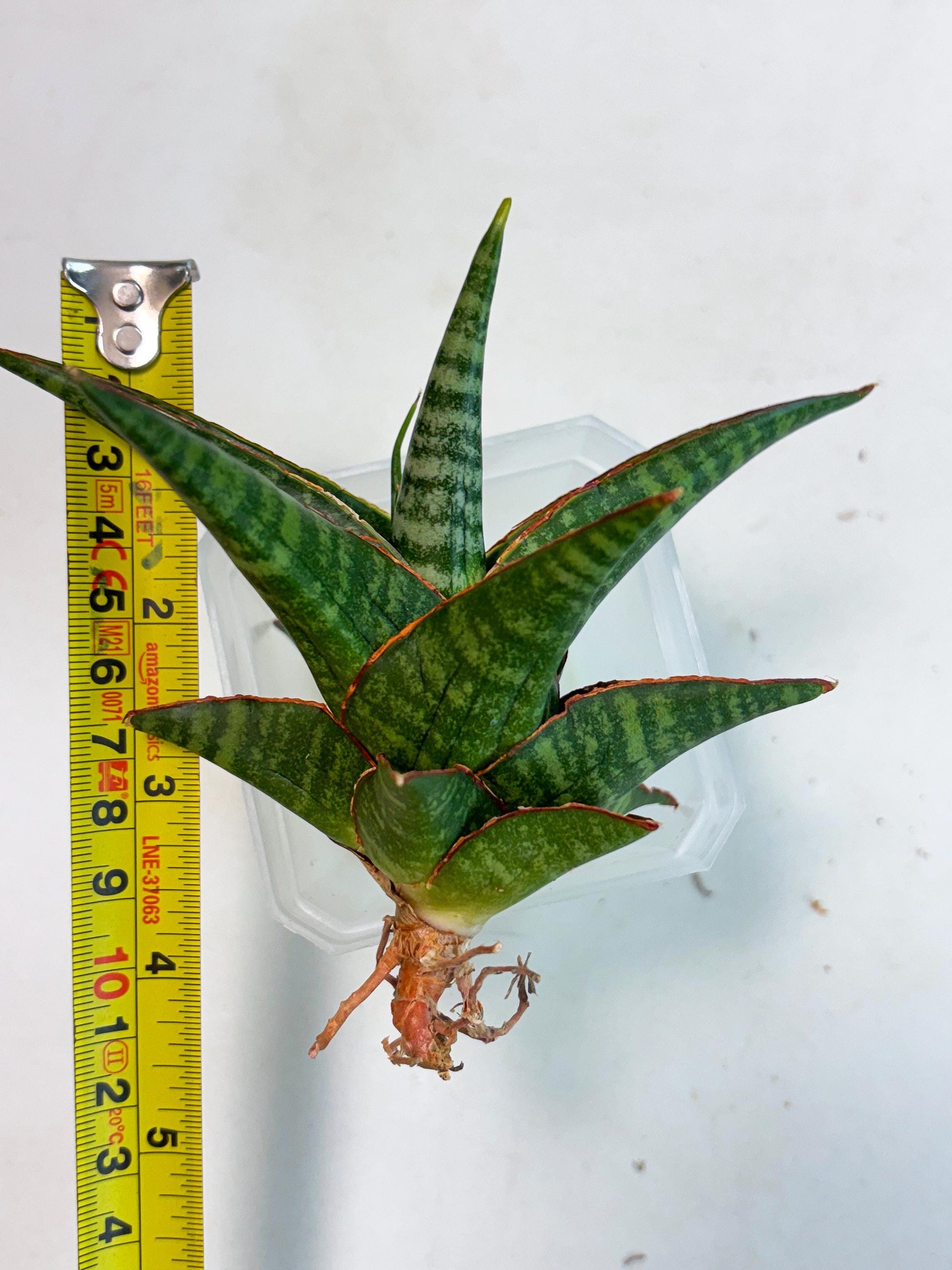 Sansevieria Jadu (ha5) (2) | Rare Collection