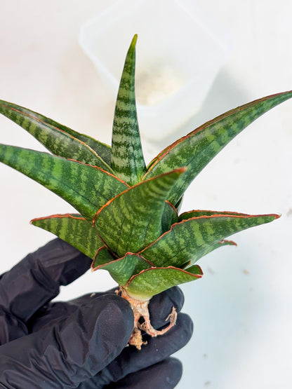 Sansevieria Jadu (ha5) (2) | Rare Collection